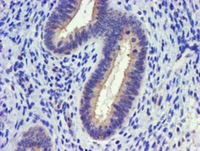 Immunohistochemistry: DGK-alpha Antibody (OTI4A11) - Azide and BSA Free [NBP2-70547]