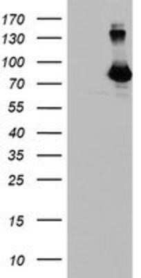 Western Blot: DGK-alpha Antibody (OTI4A11)Azide and BSA Free [NBP2-70547]