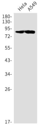 Western Blot: DGK-alpha Antibody (S06-6H4) [NBP3-19856]