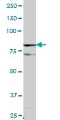 Western Blot: DGK-alpha Antibody [H00001606-B01P]