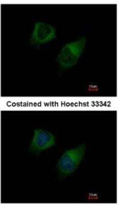 Immunocytochemistry/ Immunofluorescence: DGK-gamma Antibody [NBP1-33055]