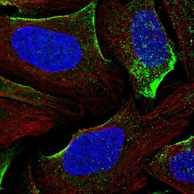 Immunocytochemistry/ Immunofluorescence: DGK-gamma Antibody [NBP1-85316]