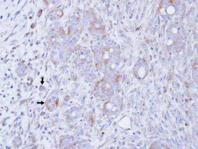 Immunohistochemistry-Paraffin: DGK-gamma Antibody [NBP1-33055]