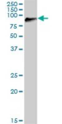 Western Blot: DGK-gamma Antibody [H00001608-B01P]