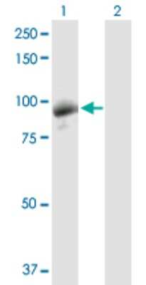 Western Blot: DGK-gamma Antibody [H00001608-D01P]