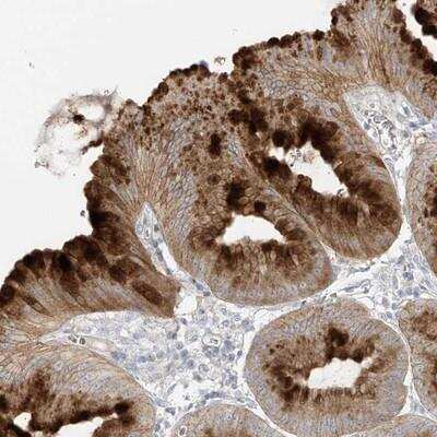 Immunohistochemistry-Paraffin: DGK-theta Antibody [NBP1-85317]