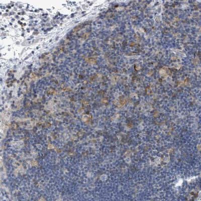 Immunohistochemistry-Paraffin: DGK-zeta Antibody [NBP2-13918]
