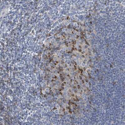 Immunohistochemistry-Paraffin: DGK-zeta Antibody [NBP2-13918]