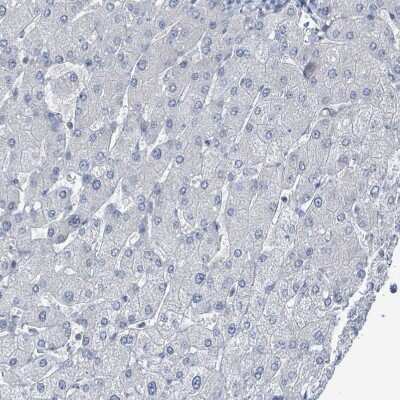 Immunohistochemistry-Paraffin: DGK-zeta Antibody [NBP2-13918]