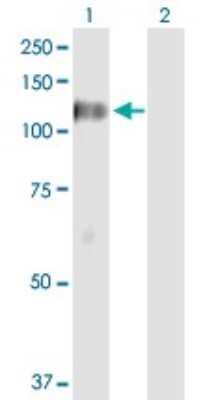 Western Blot: DGK-zeta Antibody [H00008525-D01P]