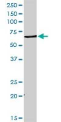 Western Blot: DHCR7 Antibody [H00001717-D01P]