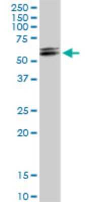 Western Blot: DHCR7 Antibody [H00001717-D01P]