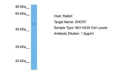 Western Blot: DHCR7 Antibody [NBP2-84783]