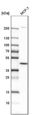 Western Blot: DHODH Antibody [NBP1-86097]