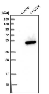 Western Blot: DHODH Antibody [NBP1-86110]