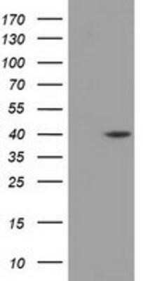 Western Blot: DHPS Antibody (OTI2C9)Azide and BSA Free [NBP2-70570]