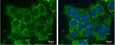 Immunocytochemistry/ Immunofluorescence: DHRS2 Antibody [NBP2-16159]