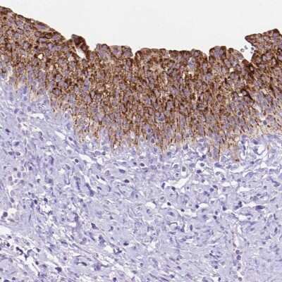 Immunohistochemistry-Paraffin: DHRS2 Antibody [NBP2-49605]