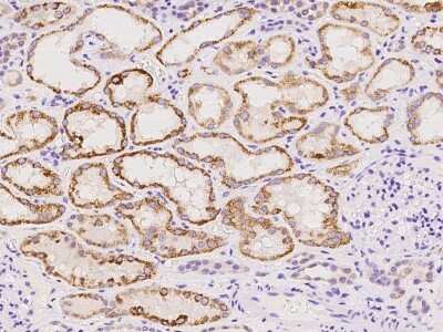 Immunohistochemistry-Paraffin: DHRS4 Antibody [NBP2-98675]