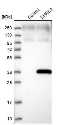 Western Blot: DHRS9 Antibody [NBP1-89379]