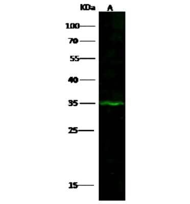 Western Blot: DHRS9 Antibody [NBP2-97017]