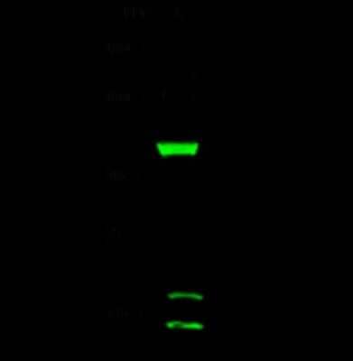 Western Blot: DHTKD1 Antibody [NBP2-99197]