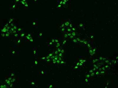 Immunocytochemistry/ Immunofluorescence: DHX15 Antibody [NBP2-97611]