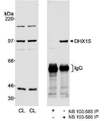 Western Blot: DHX15 Antibody [NB100-586]