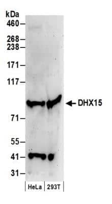 Western Blot: DHX15 Antibody [NB100-586]