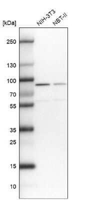 Western Blot: DHX15 Antibody [NBP2-13919]