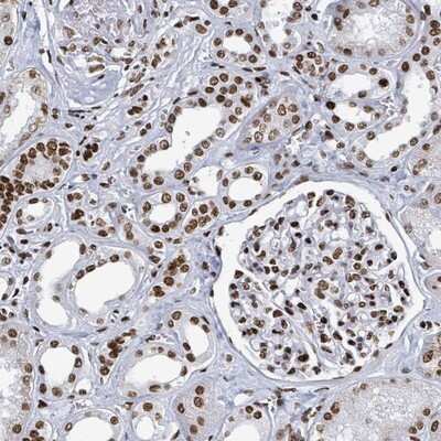 Immunohistochemistry-Paraffin: DHX16 Antibody [NBP2-13920]