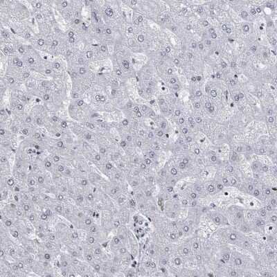 Immunohistochemistry-Paraffin: DHX16 Antibody [NBP2-13920]