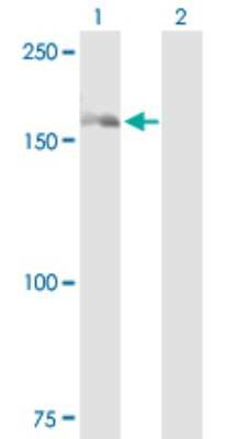 Western Blot: DHX29 Antibody [H00054505-B01P]