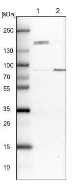 Western Blot: DHX29 Antibody [NBP1-85271]