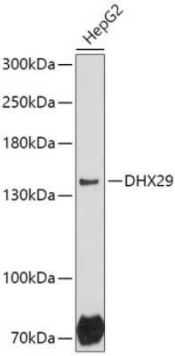 Western Blot: DHX29 AntibodyAzide and BSA Free [NBP2-92373]