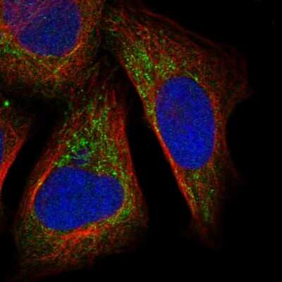 Immunocytochemistry/ Immunofluorescence: DHX30 Antibody [NBP1-85270]