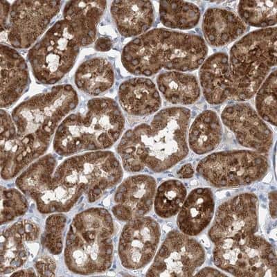 Immunohistochemistry-Paraffin: DHX30 Antibody [NBP1-85270]