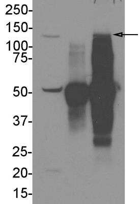 Immunoprecipitation: DHX30 Antibody [NBP1-26603]
