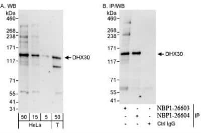 Western Blot: DHX30 Antibody [NBP1-26603]