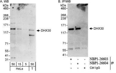 Western Blot: DHX30 Antibody [NBP1-26604]