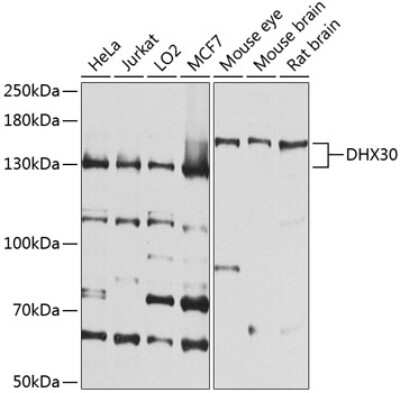 Western Blot: DHX30 AntibodyBSA Free [NBP2-92561]