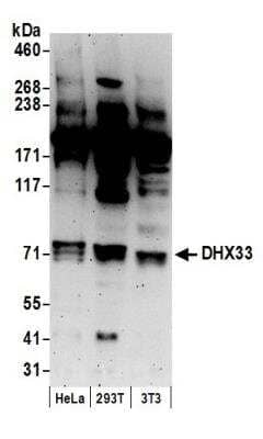 Western Blot: DHX33 Antibody [NB100-2581]