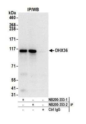 Immunoprecipitation: DHX36 Antibody [NB200-353]