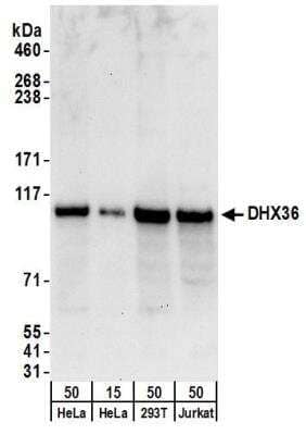 Western Blot: DHX36 Antibody [NB200-353]