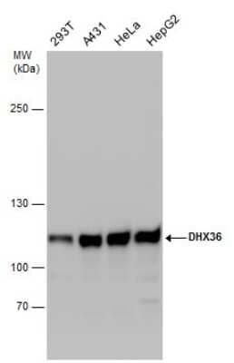 Western Blot: DHX36 Antibody [NBP3-12999]