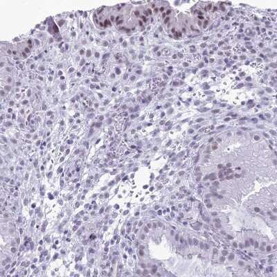 Immunohistochemistry-Paraffin: DHX40 Antibody [NBP1-91834]