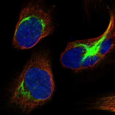 Immunocytochemistry/ Immunofluorescence: DHX57 Antibody [NBP1-85267]