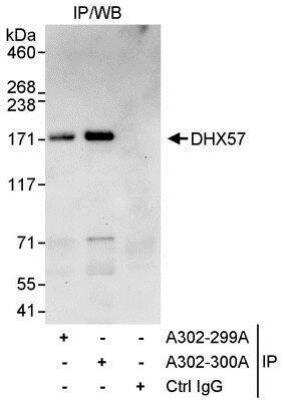 Immunoprecipitation: DHX57 Antibody [NBP1-28693]