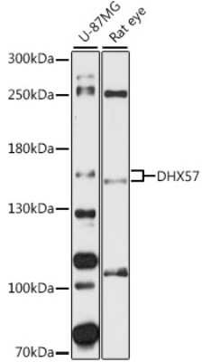 Western Blot: DHX57 AntibodyAzide and BSA Free [NBP2-92330]