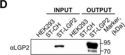 Western Blot: DHX58 Antibody [NBP1-85348]